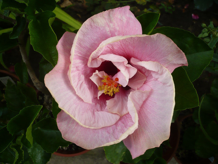 P1150228