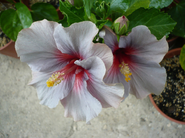 P1150230