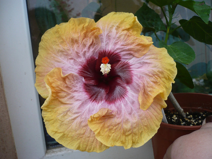 P1150234