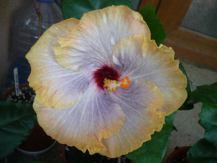 P1150240