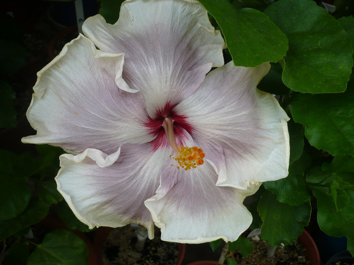 P1150243