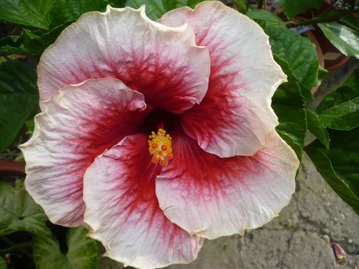 P1150245
