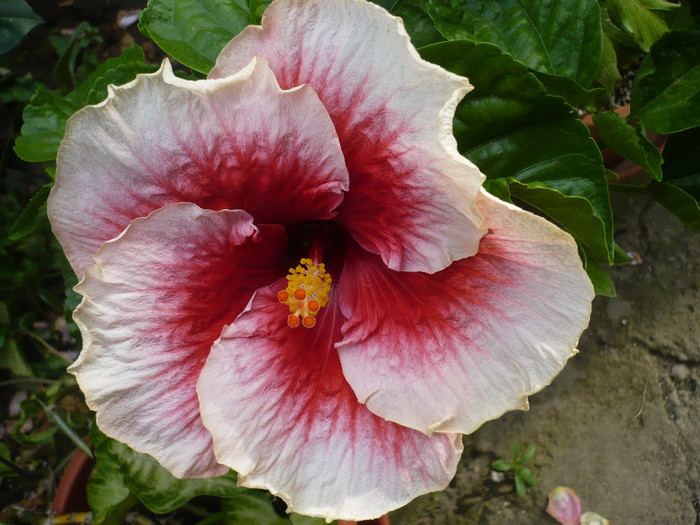 P1150246