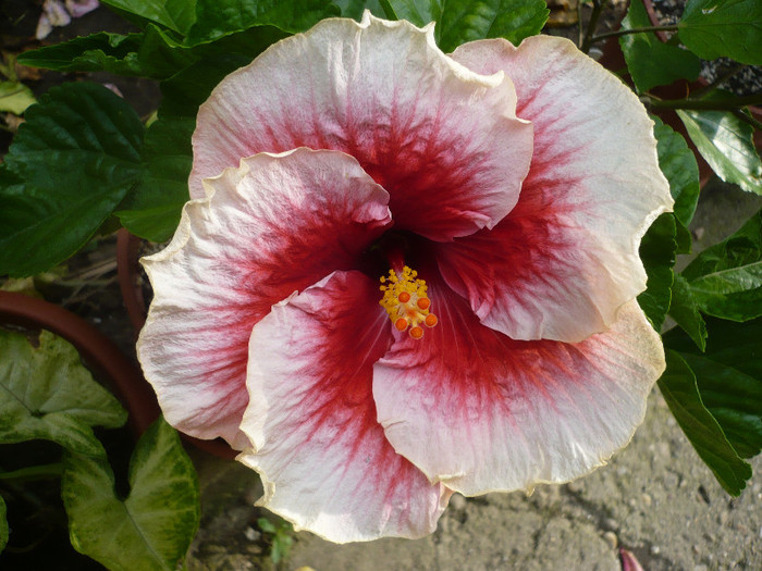 P1150247