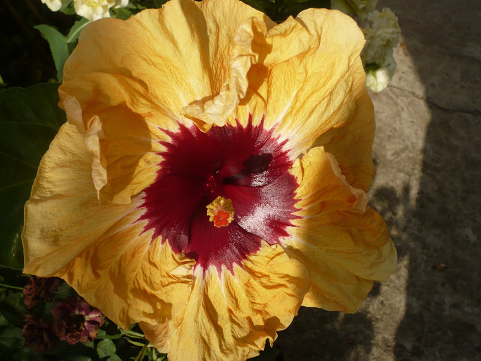 P1150252
