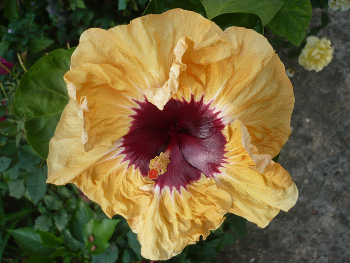P1150260