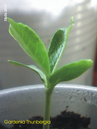 Gardenia Thunbergia - Gardenia Thunbergia