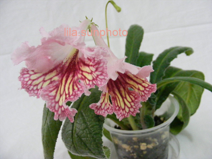  - streptocarpus CYNAMON