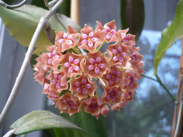 P1150261 - HOYA 2012