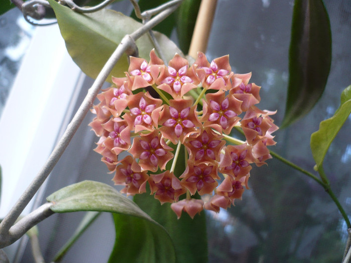 P1150263 - HOYA 2012
