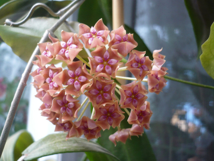 P1150264 - HOYA 2012