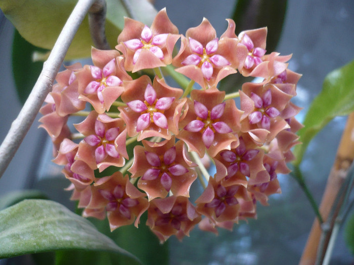 P1150265 - HOYA 2012