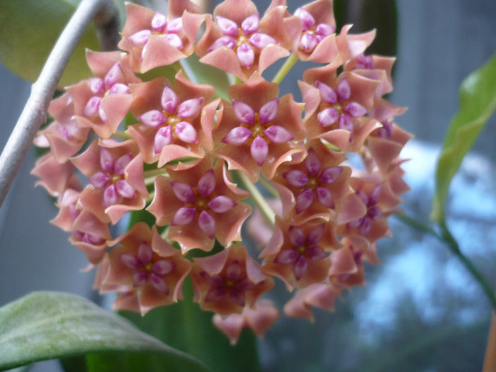 P1150266 - HOYA 2012
