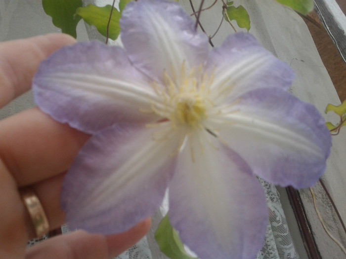  - Clematis