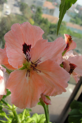  - B-Pelargoniums