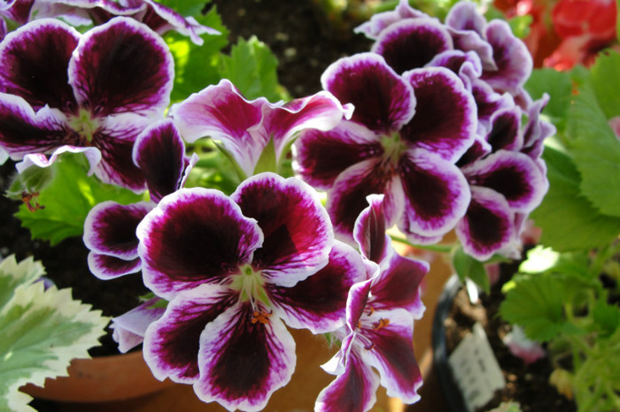  - B-Pelargoniums