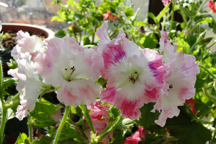  - B-Pelargoniums