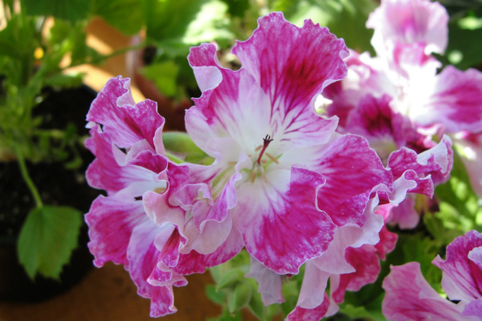 Peters Choice - B-Pelargoniums