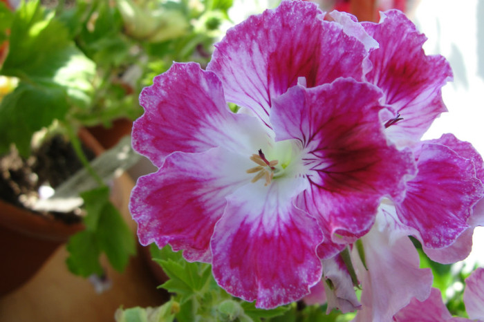  - B-Pelargoniums