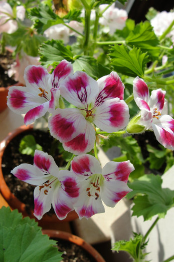 Beromunster - B-Pelargoniums