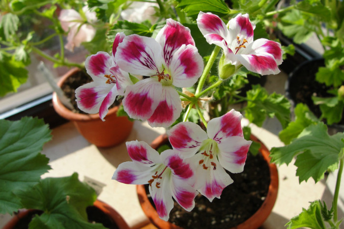  - B-Pelargoniums