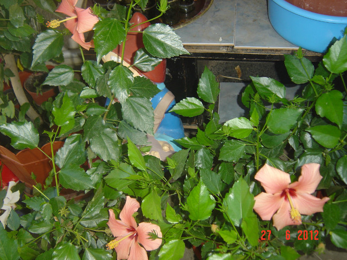 poze 1122 - 09-2012-HIBISCUS