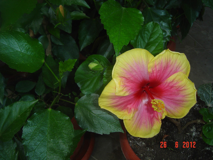 poze 1055 - 09-2012-HIBISCUS