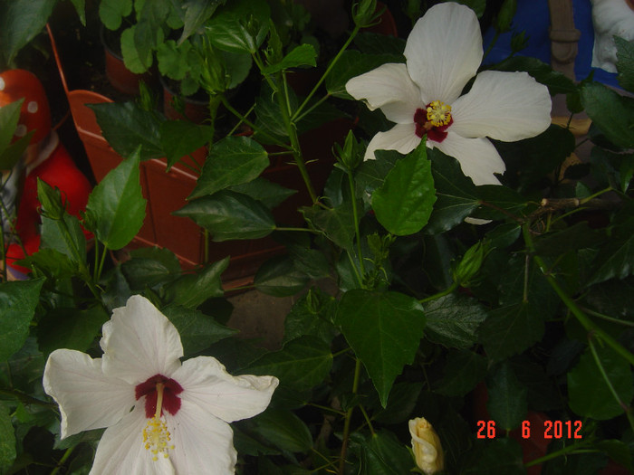 poze 1056 - 09-2012-HIBISCUS