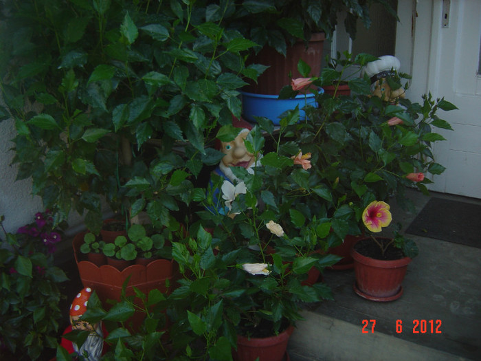 poze 1096 - 09-2012-HIBISCUS