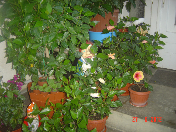 poze 1097 - 09-2012-HIBISCUS