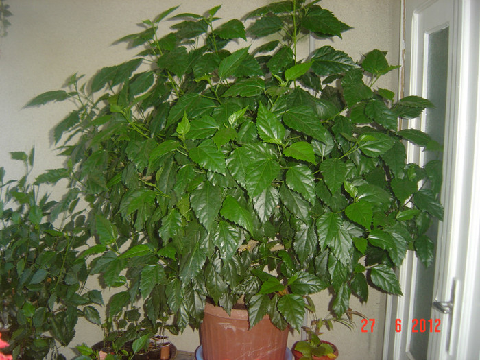 poze 1098 - 09-2012-HIBISCUS