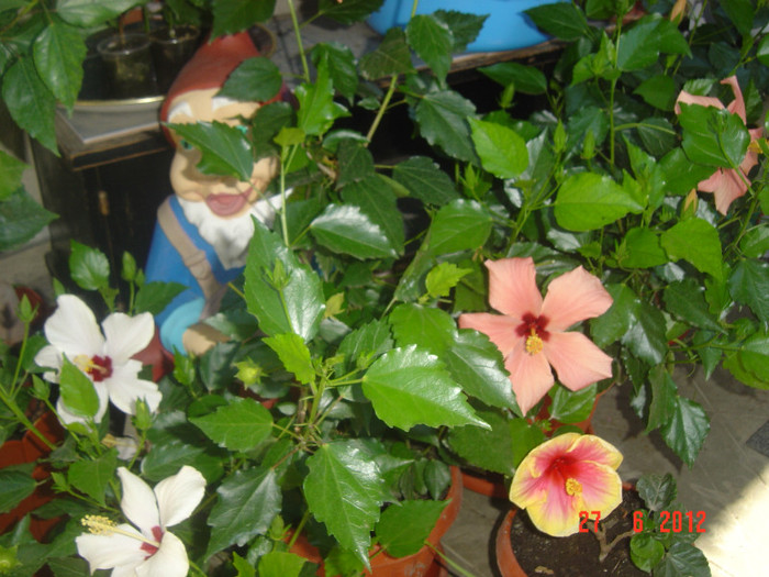 poze 1120 - 09-2012-HIBISCUS