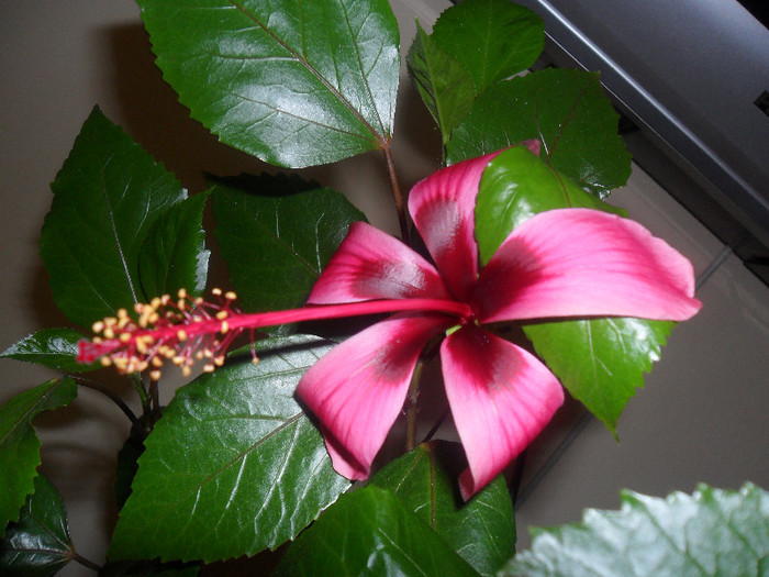 hibiscus Fijian Island