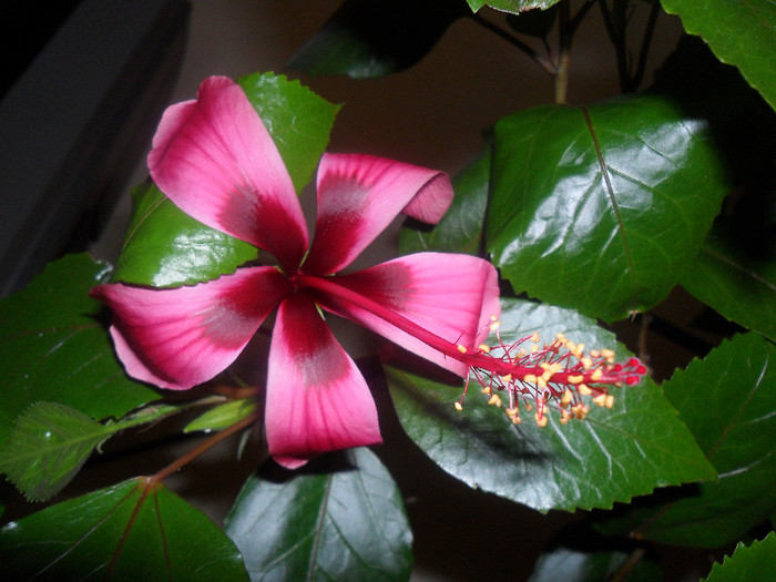 Hibiscus Fijian Island