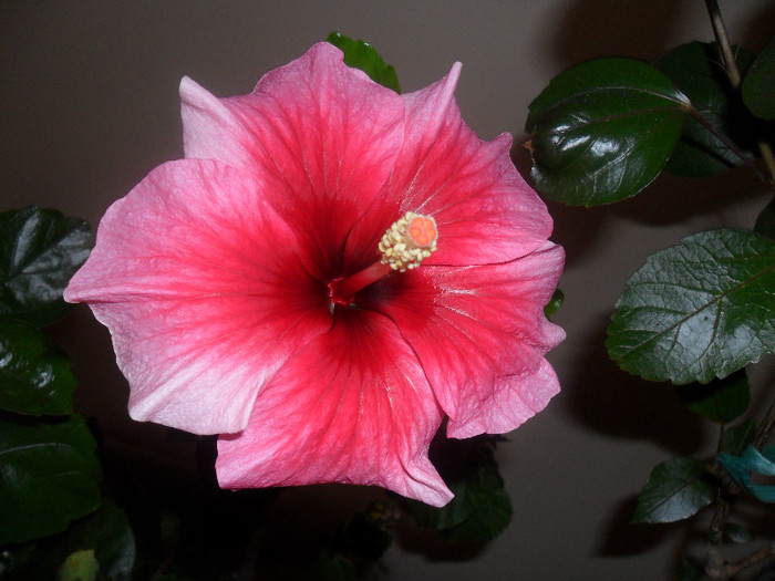 Hibiscus Yoder Camelia