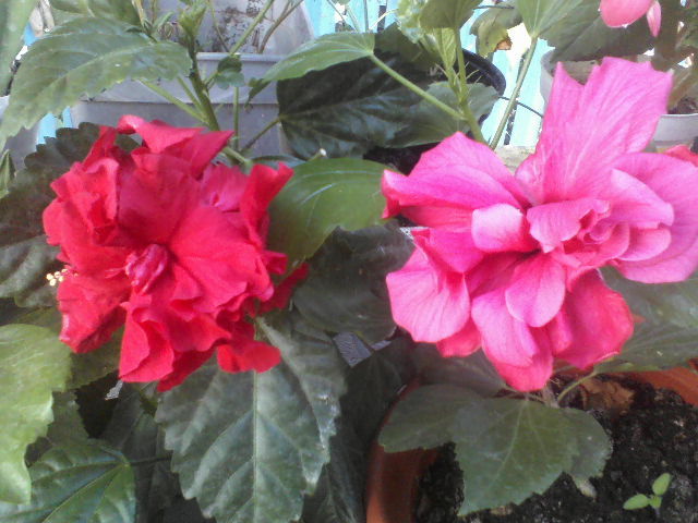 P29-06-12_09.38 - hibiscus