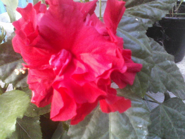 P29-06-12_09.38[2] - hibiscus