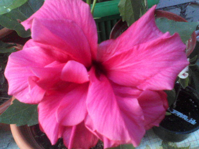 P29-06-12_09.38[3] - hibiscus
