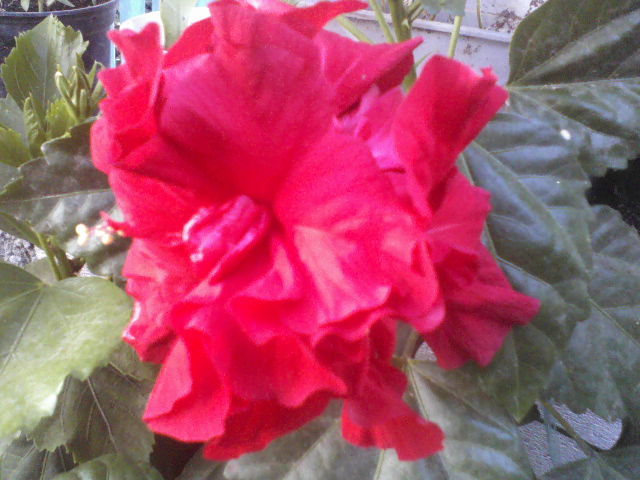 P29-06-12_09.38[4] - hibiscus