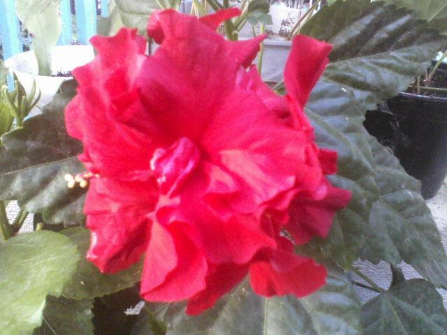 P29-06-12_09.39 - hibiscus
