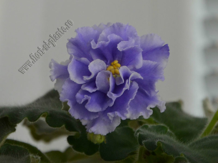 Saintpaulia Goluboi Tuman - VIOLETE AFRICANE  - Saintpaulia