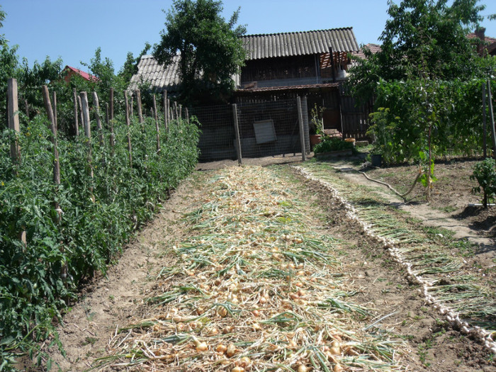 Picture 207 - gradina 2012