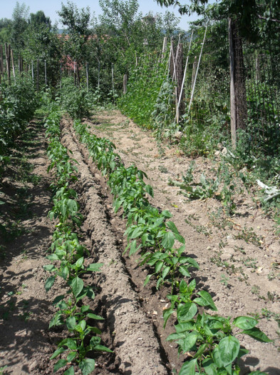 Picture 211 - gradina 2012