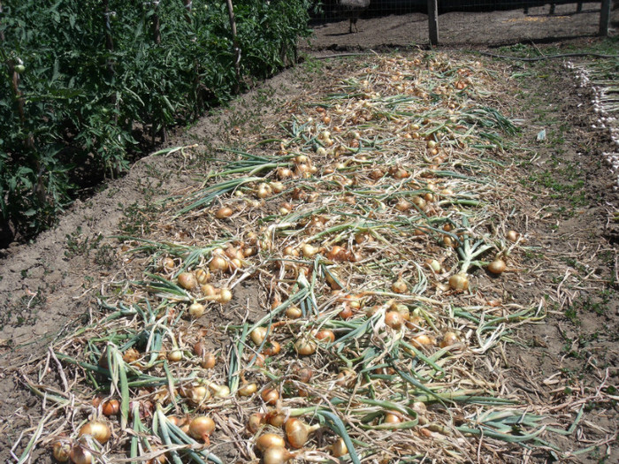 Picture 215 - gradina 2012