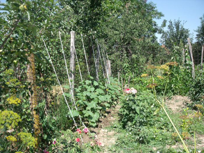 Picture 217 - gradina 2012