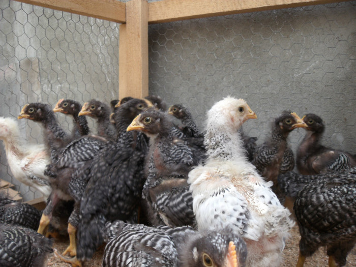 Picture 224 - gradina 2012