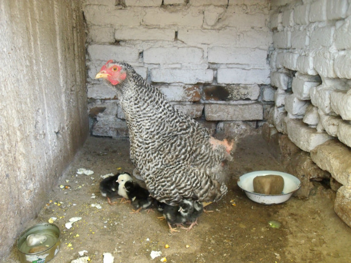 Picture 232 - gradina 2012