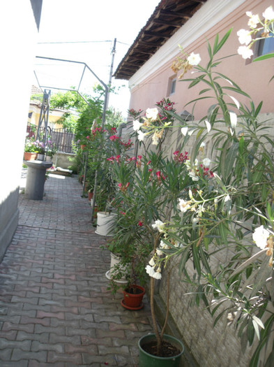 Picture 252 - gradina 2012