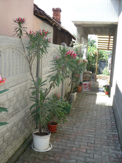 Picture 253 - gradina 2012