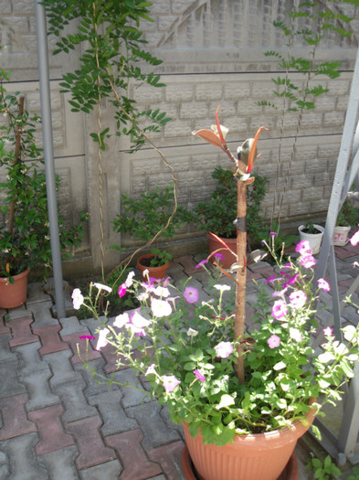 Picture 257 - gradina 2012